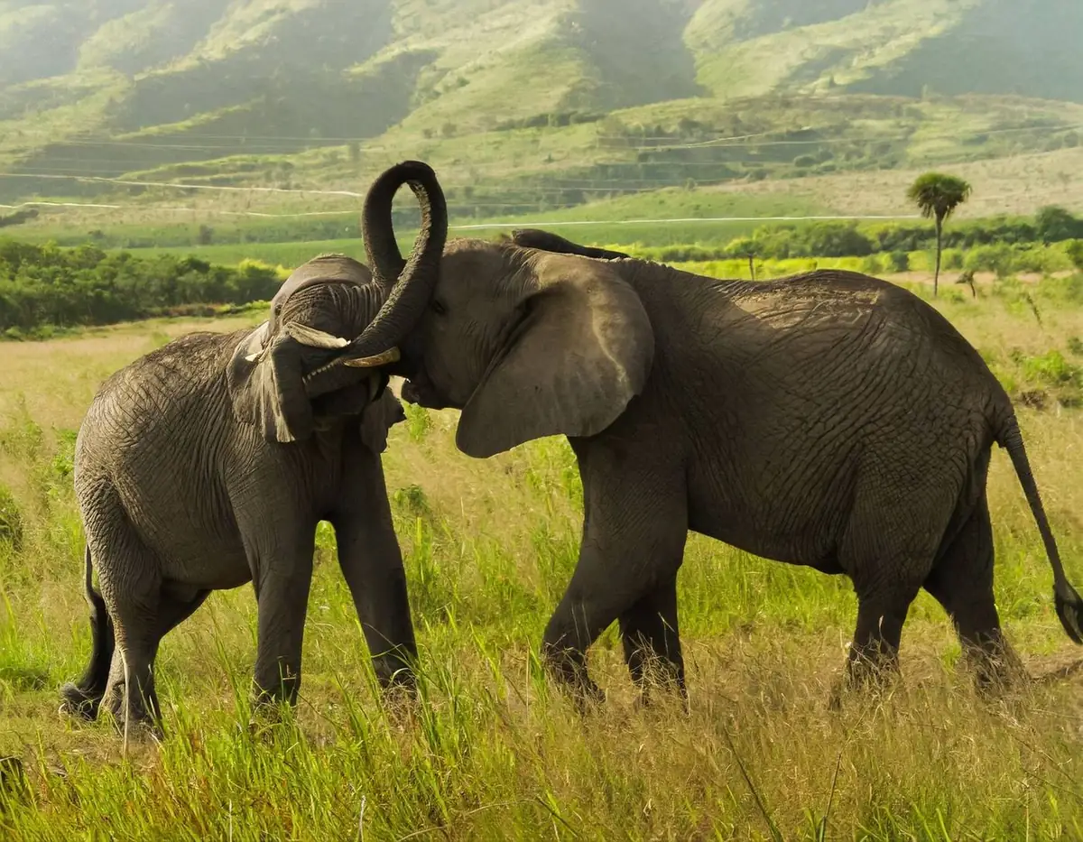 Young elephants playing in front of green hills