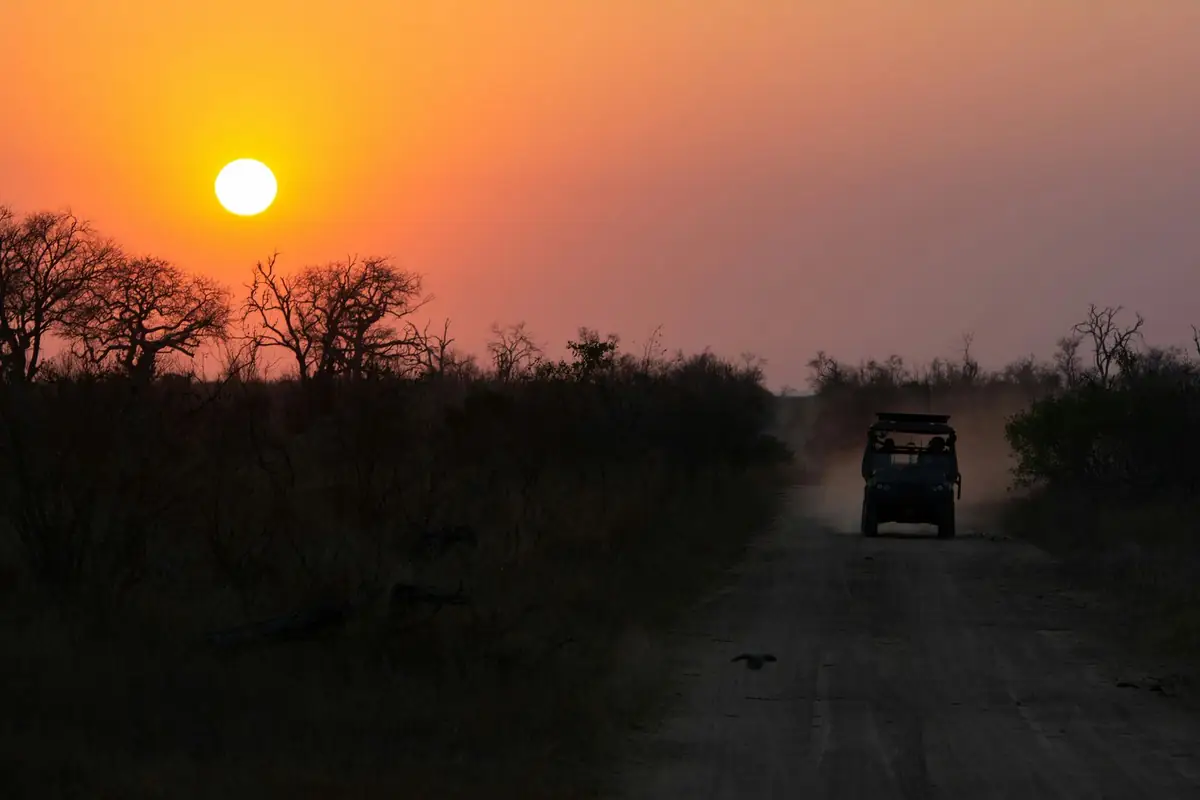 An evening game drive