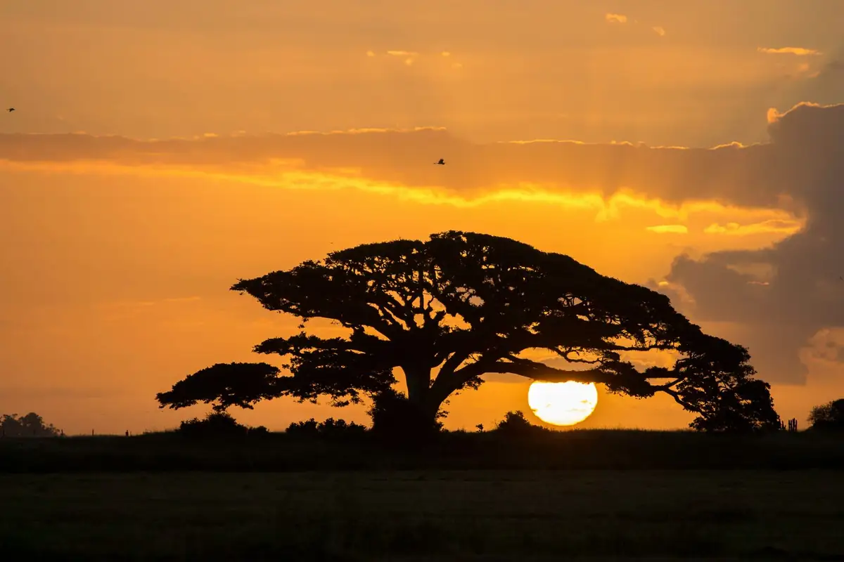 A lone tree on the savannah at sunset