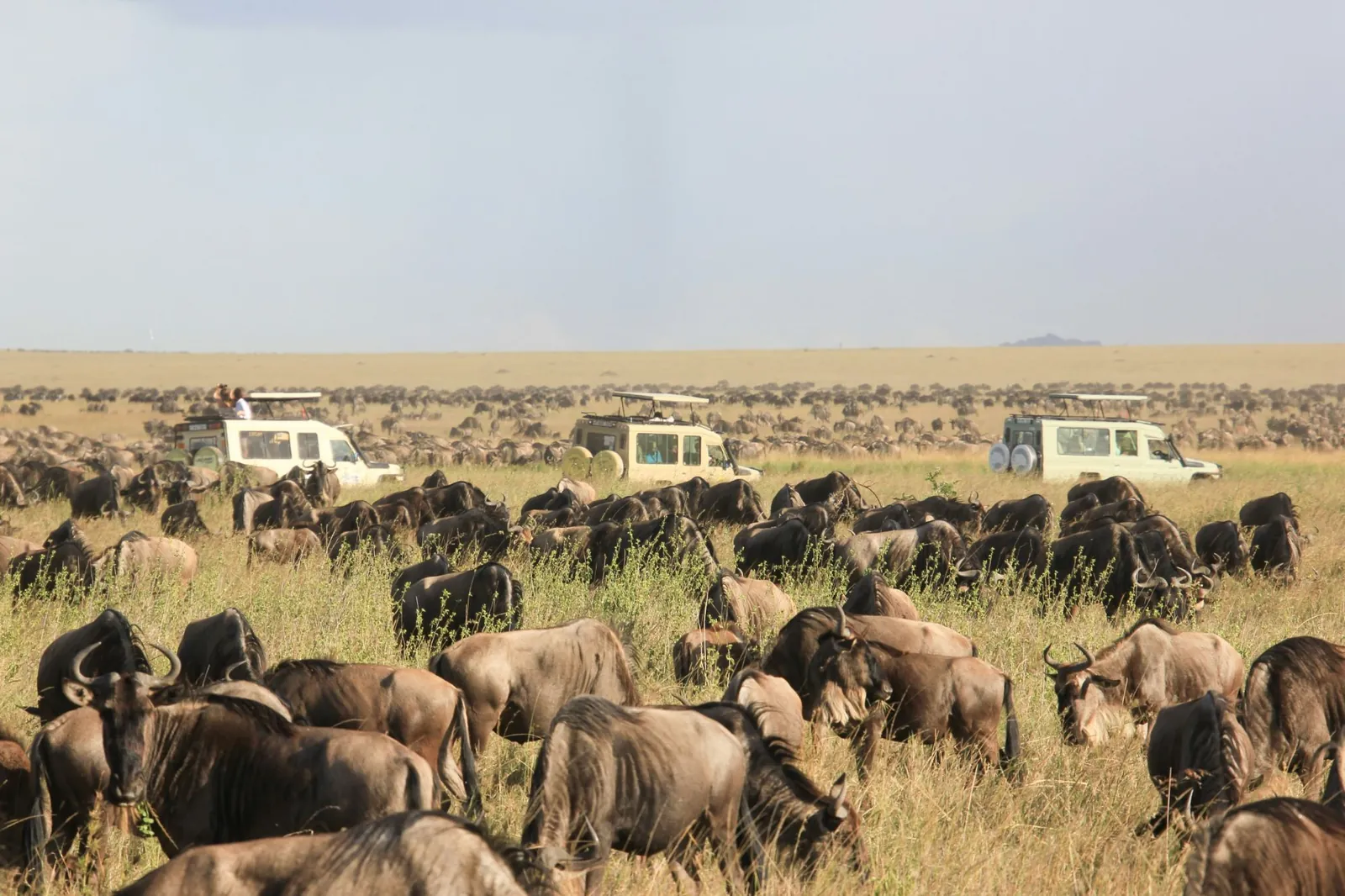 Safari vehicles among wildebeest herds on the Serengeti plains