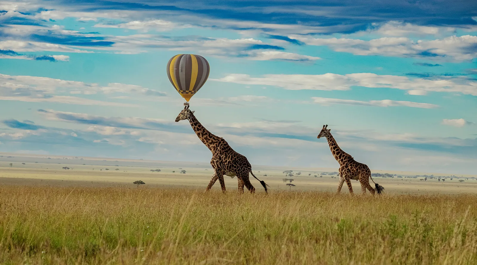 A balloon over the Serengeti at sunrise, with two giraffes below