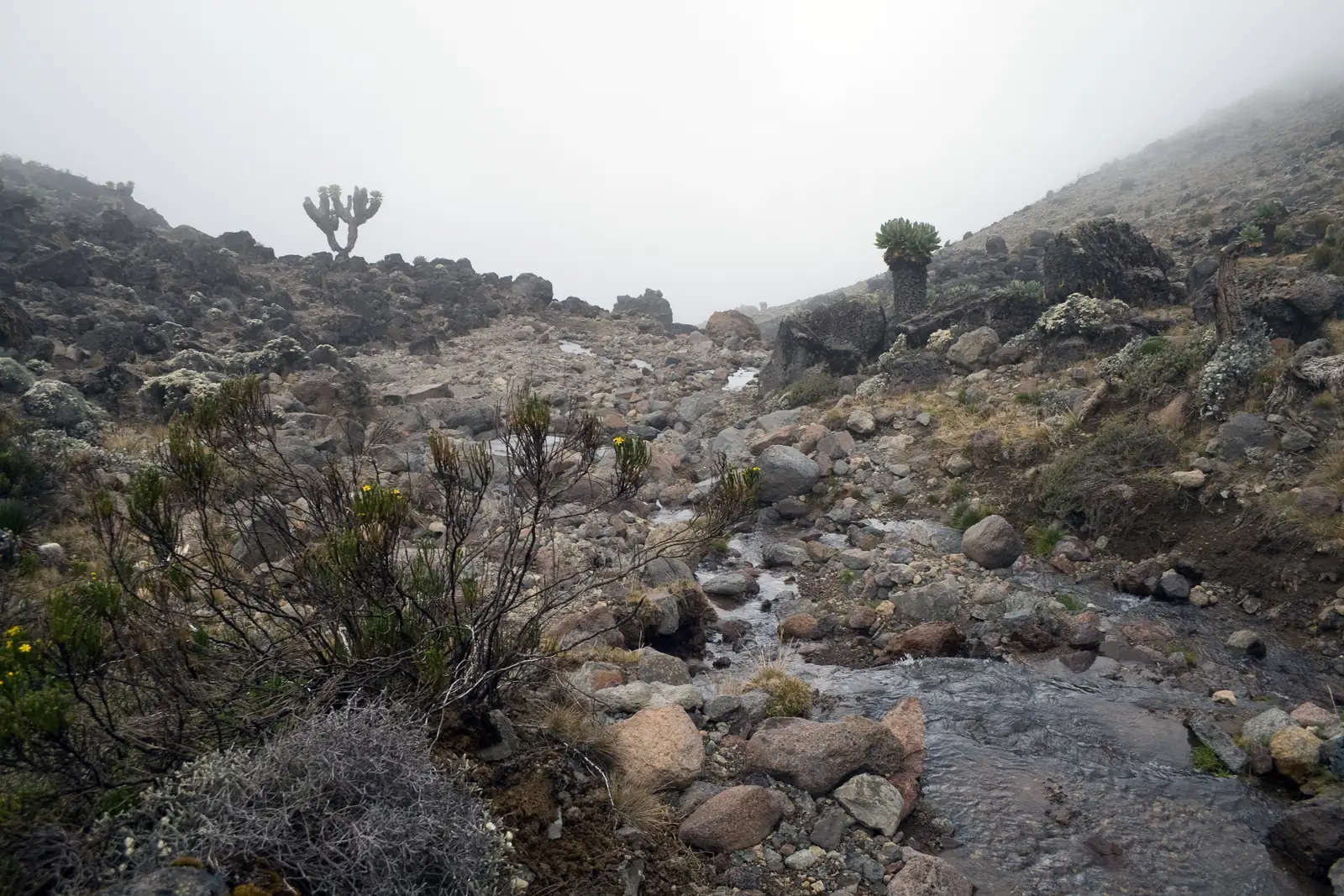Mist over the Barranco Valley, with giant groundsels by the stream