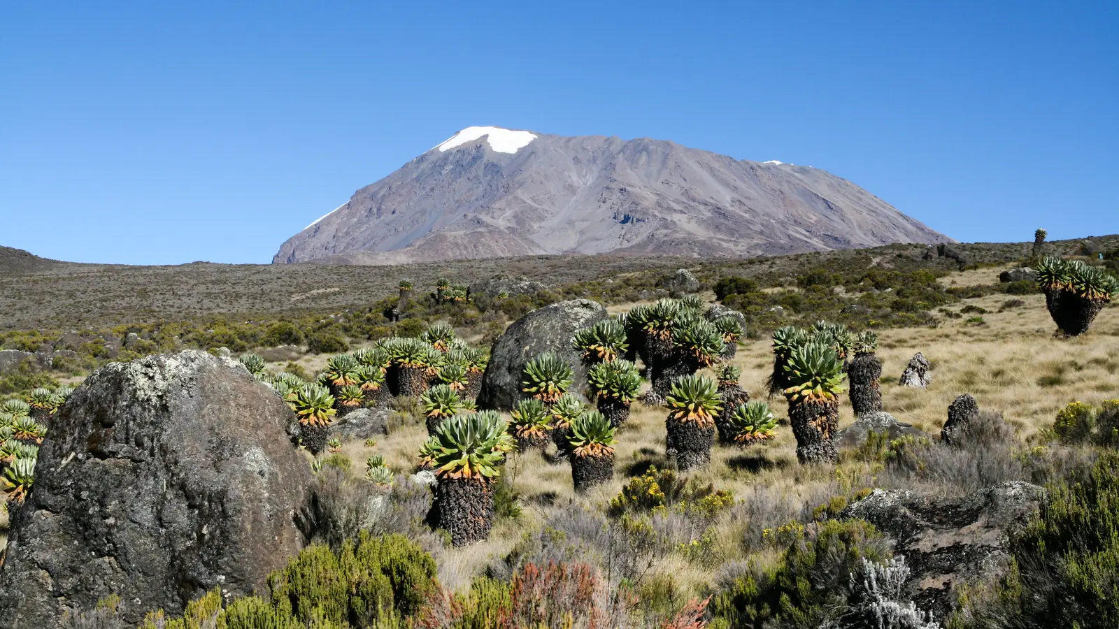 Giant groundsels on the moorland below Kibo's snowy summit