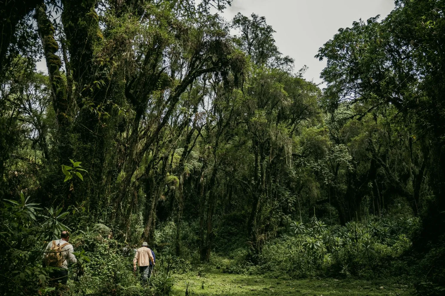 Two hikers walking into a tall moss-covered forest