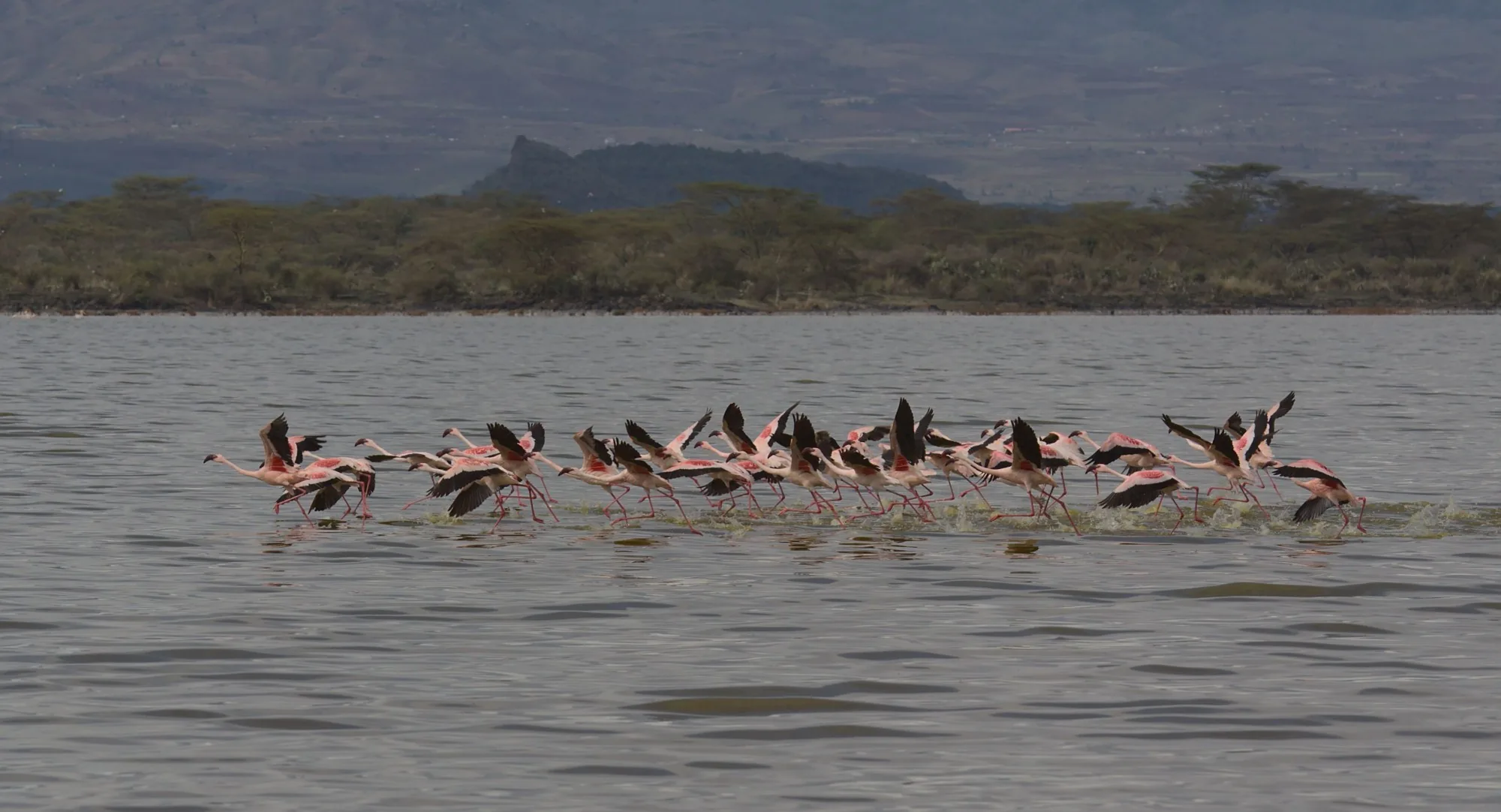 A flock of flamingos running across a lake