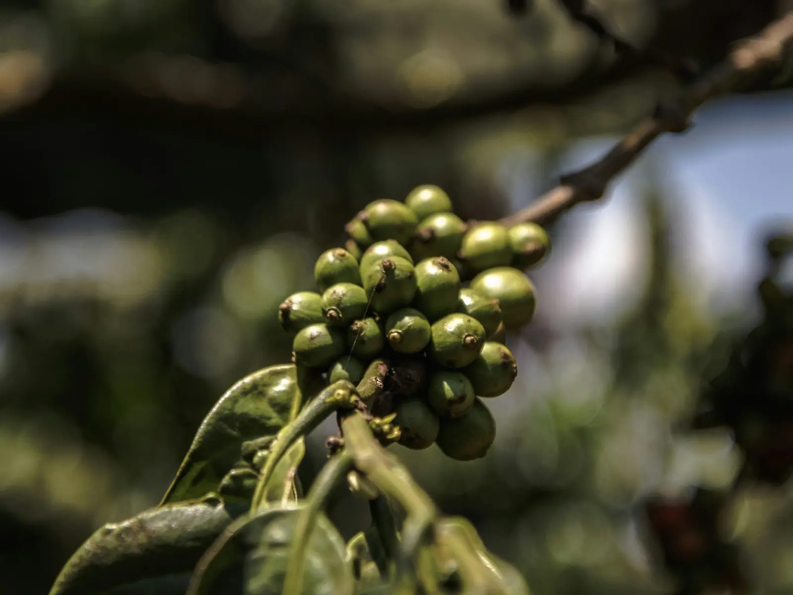 A cluster of coffee cherries on a branch