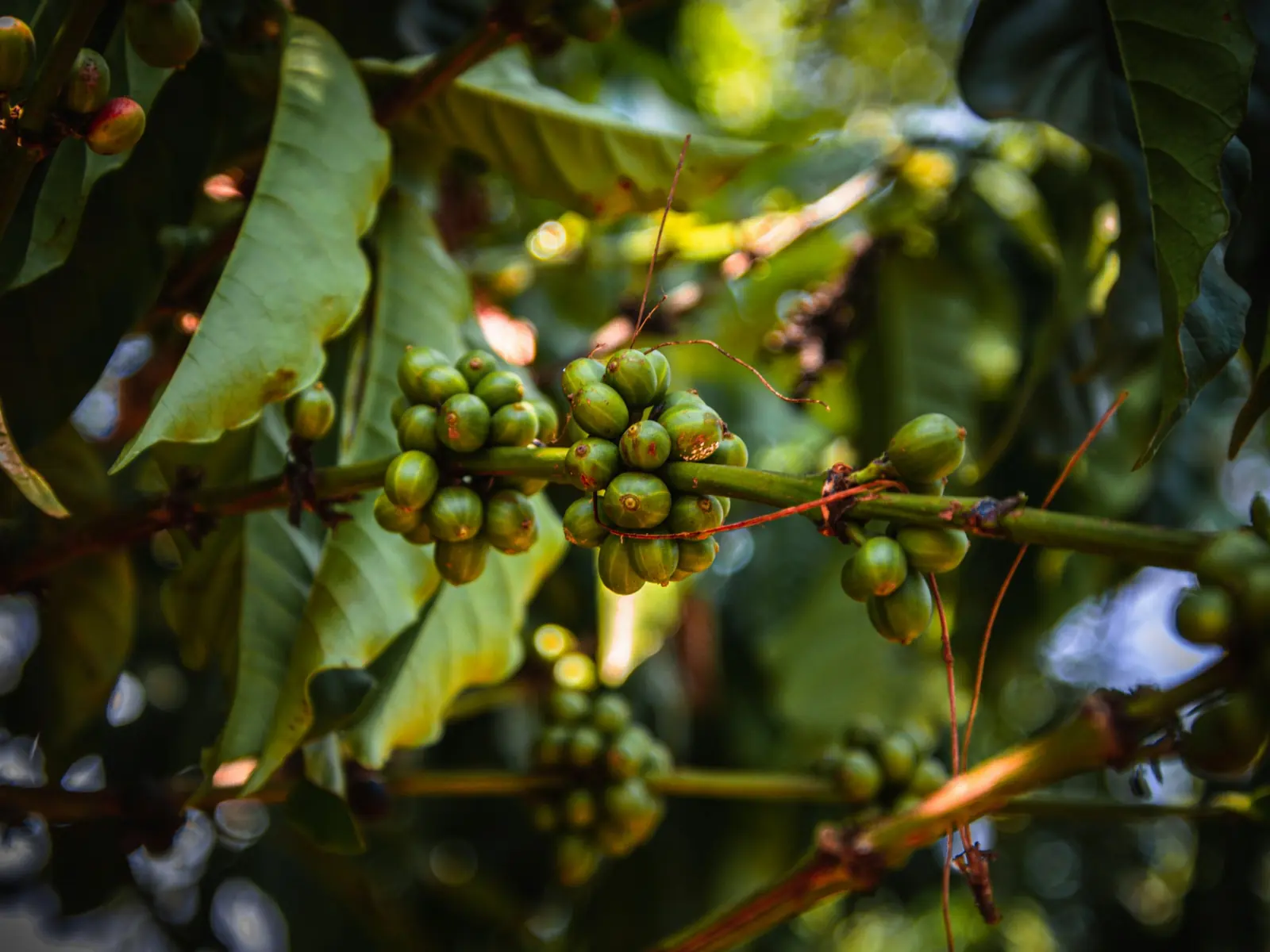 Green coffee cherries ripening on the bush