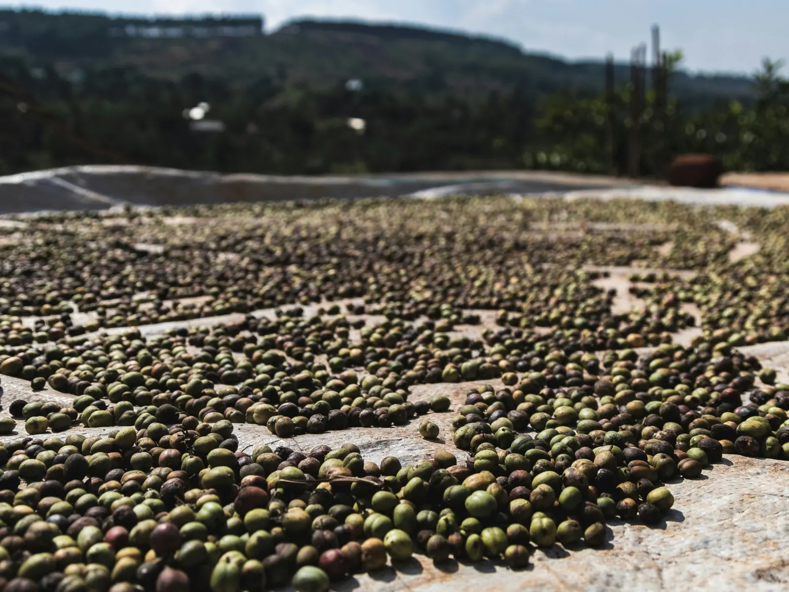 Coffee cherries drying in the sun