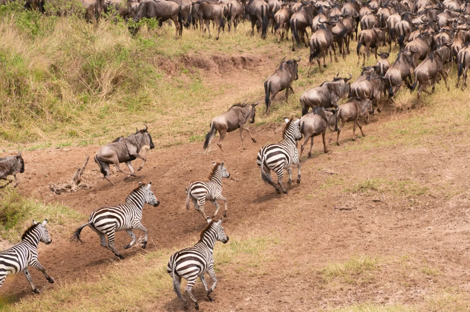 Zebras and wildebeest running across the plains