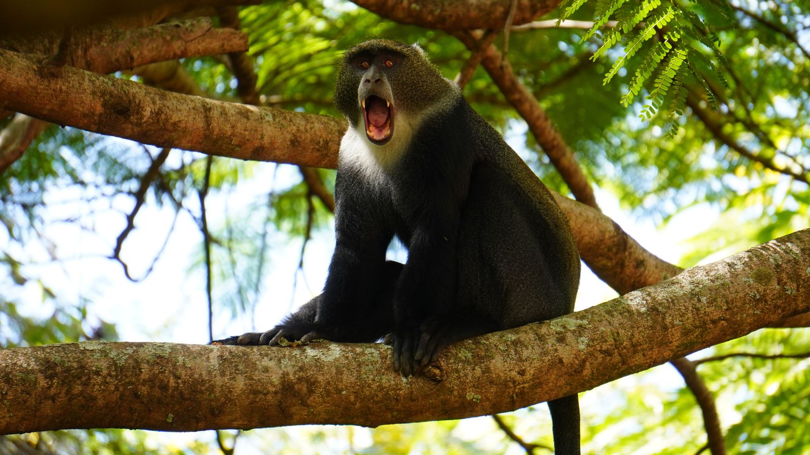 Blue monkey on a branch in the forest of Arusha National Park