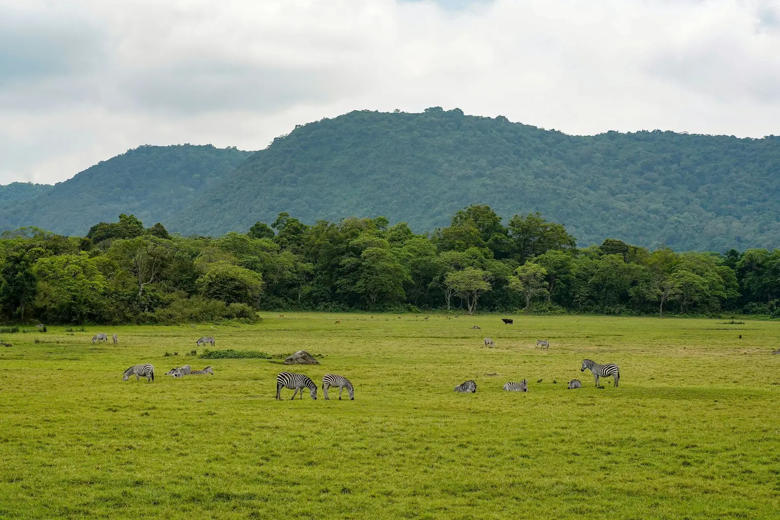Zebras grazing on open grassland in front of forested hills in Arusha National Park