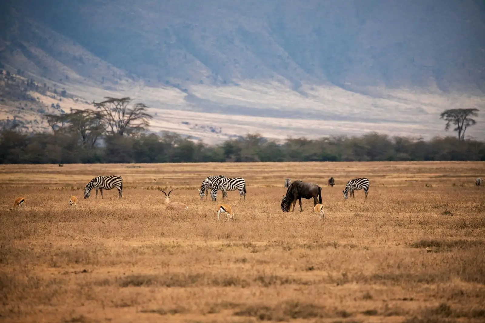 Zebras and gazelles on the Ngorongoro Crater floor