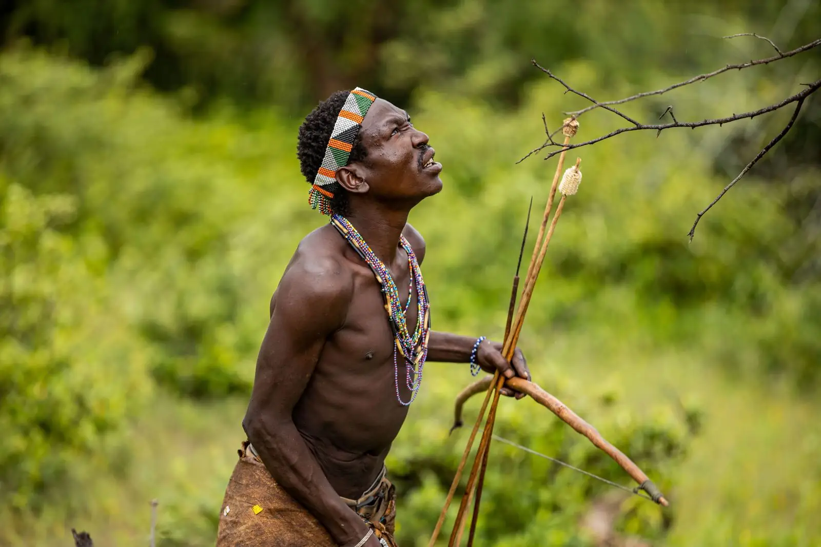 A Hadzabe hunter holding his bow and arrows, looking up into the trees