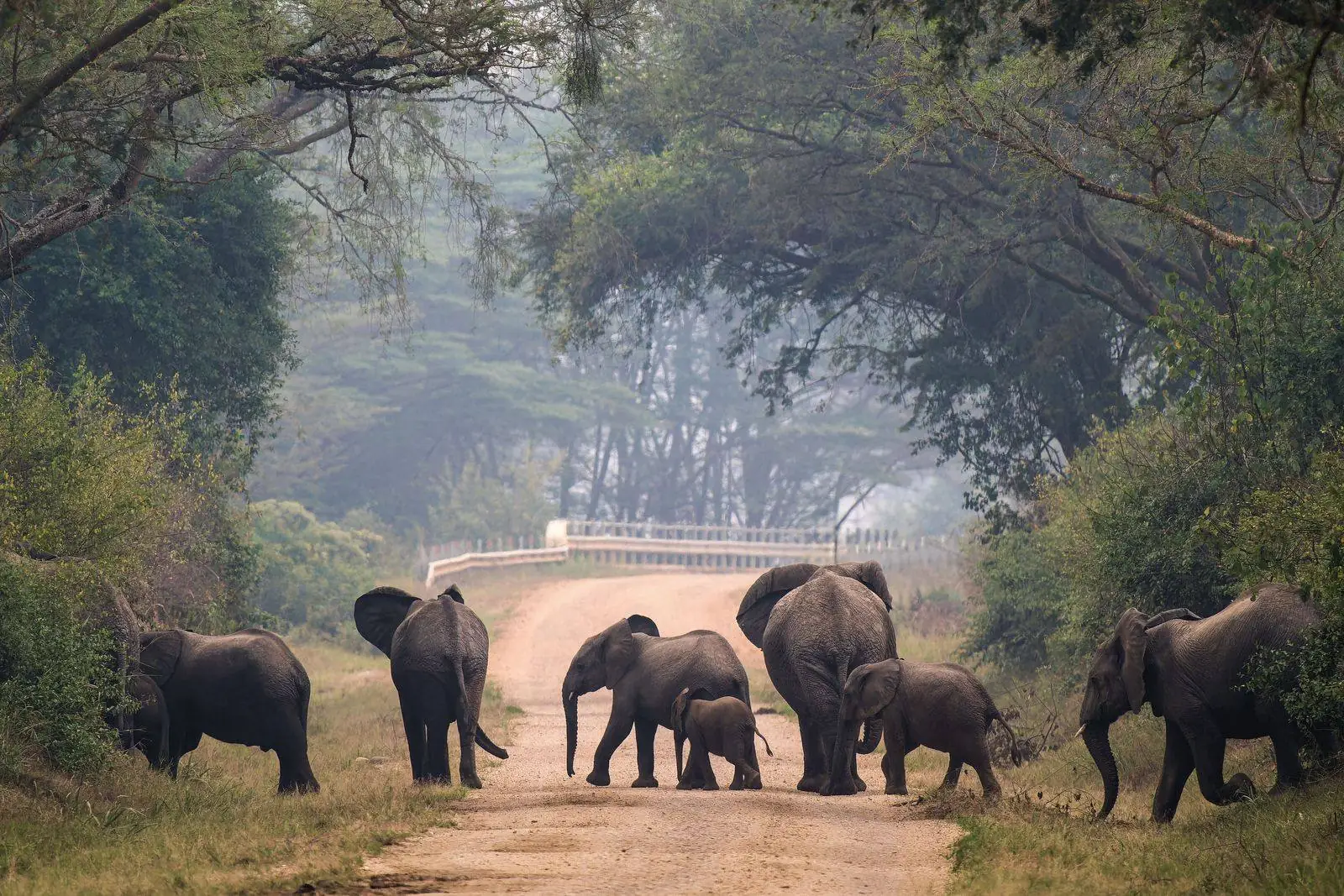 An elephant family walking along a forest road in Lake Manyara