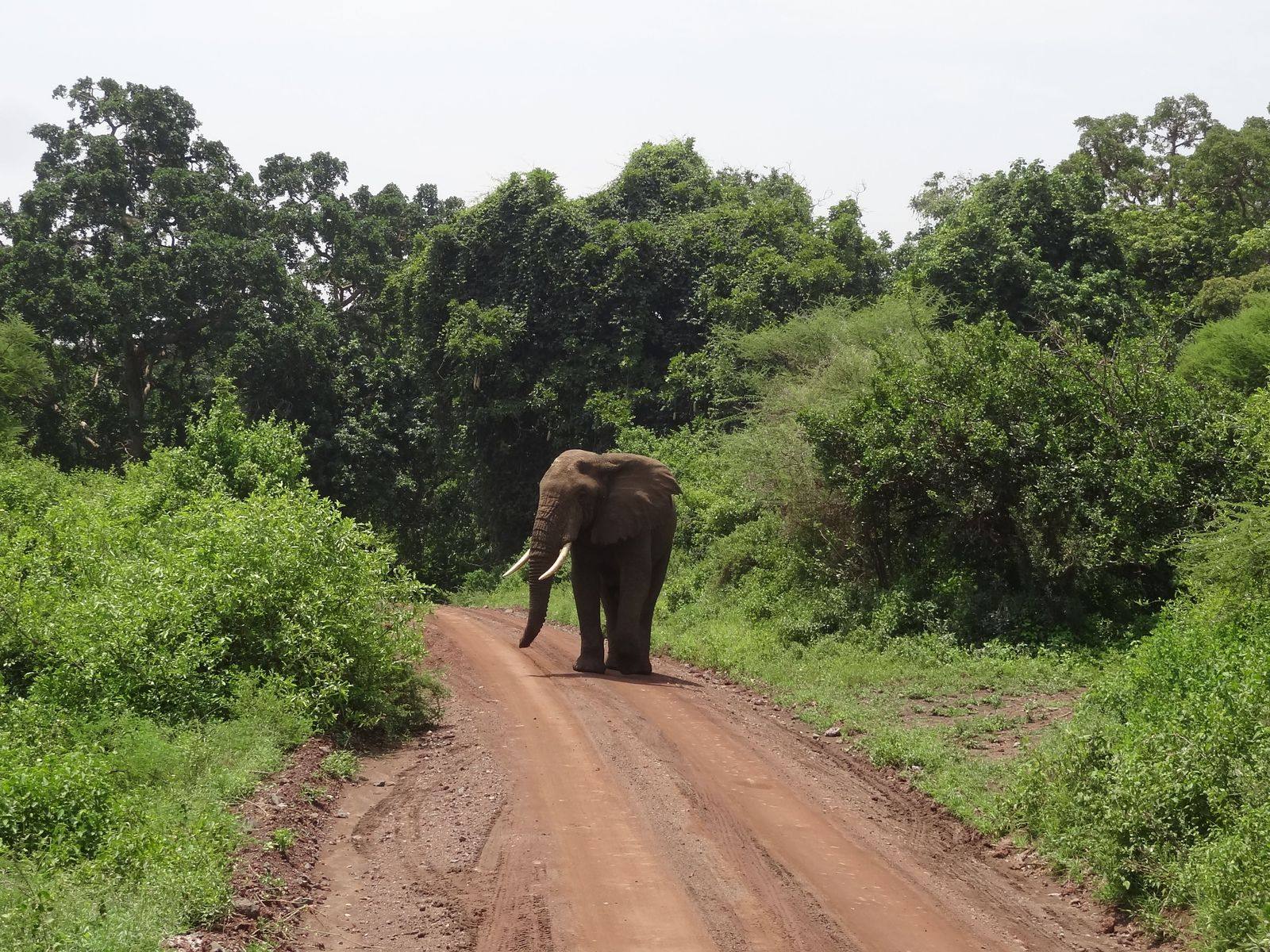 An elephant bull walking along a red dirt track through green forest