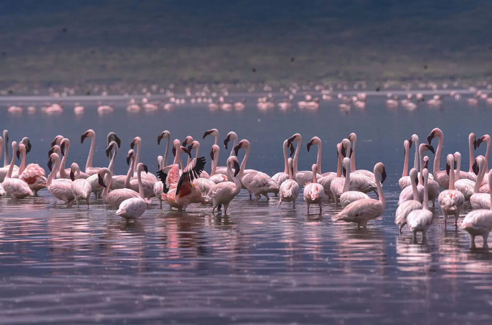 Flamingos standing in shallow water