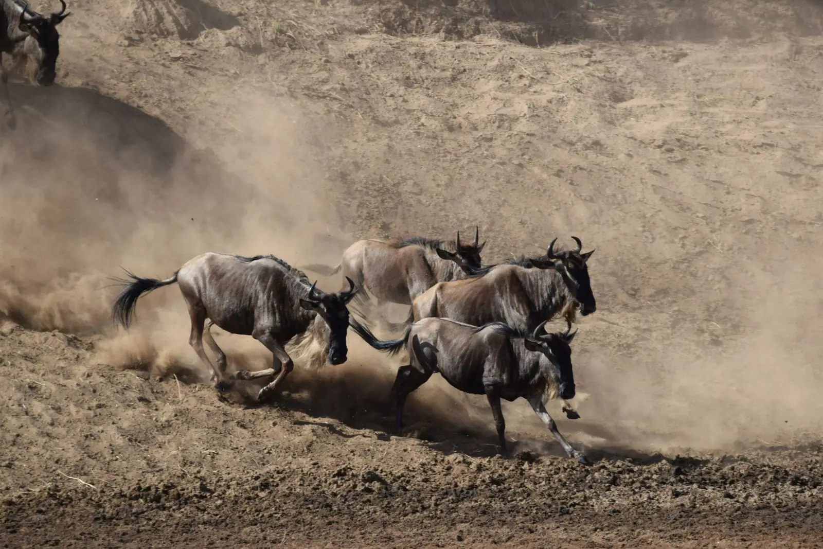 Wildebeest running up a dusty riverbank