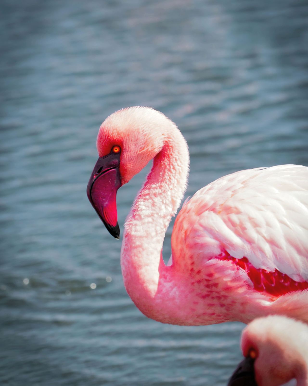 Close-up of a lesser flamingo standing in the water