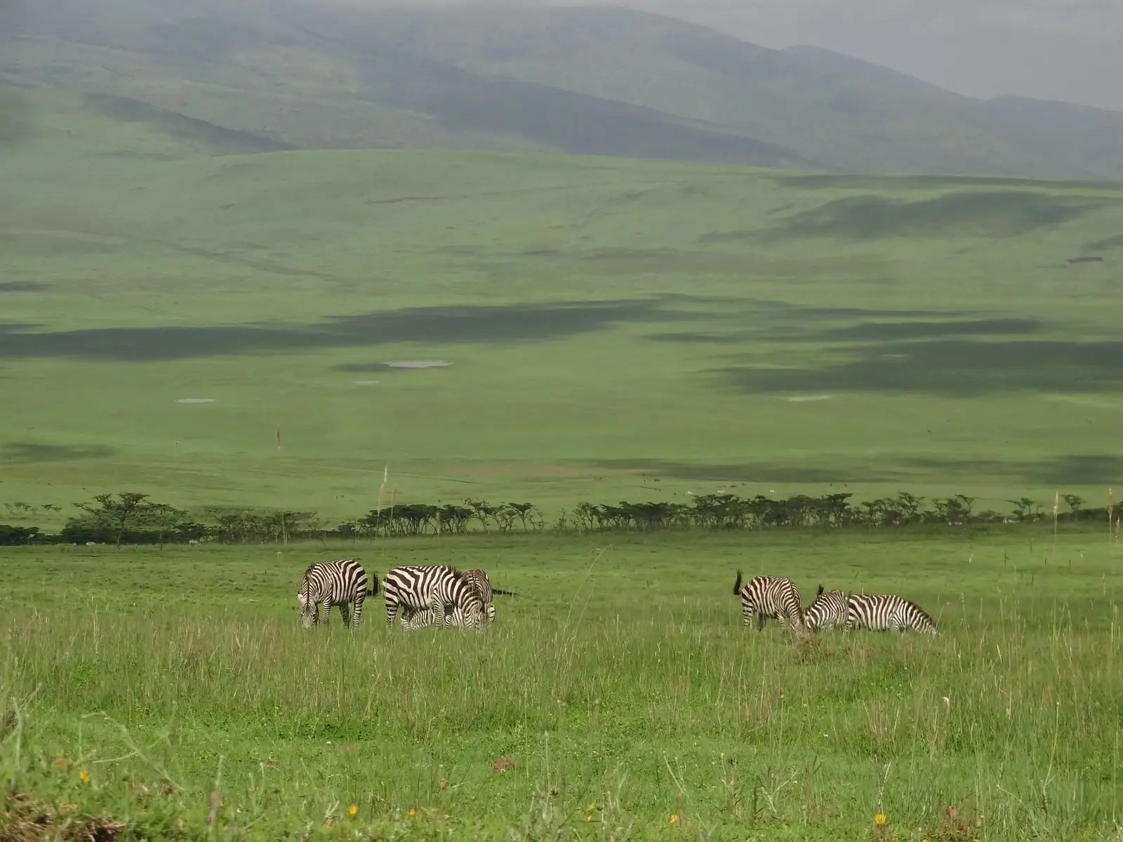 Zebras in the Ngorongoro highlands