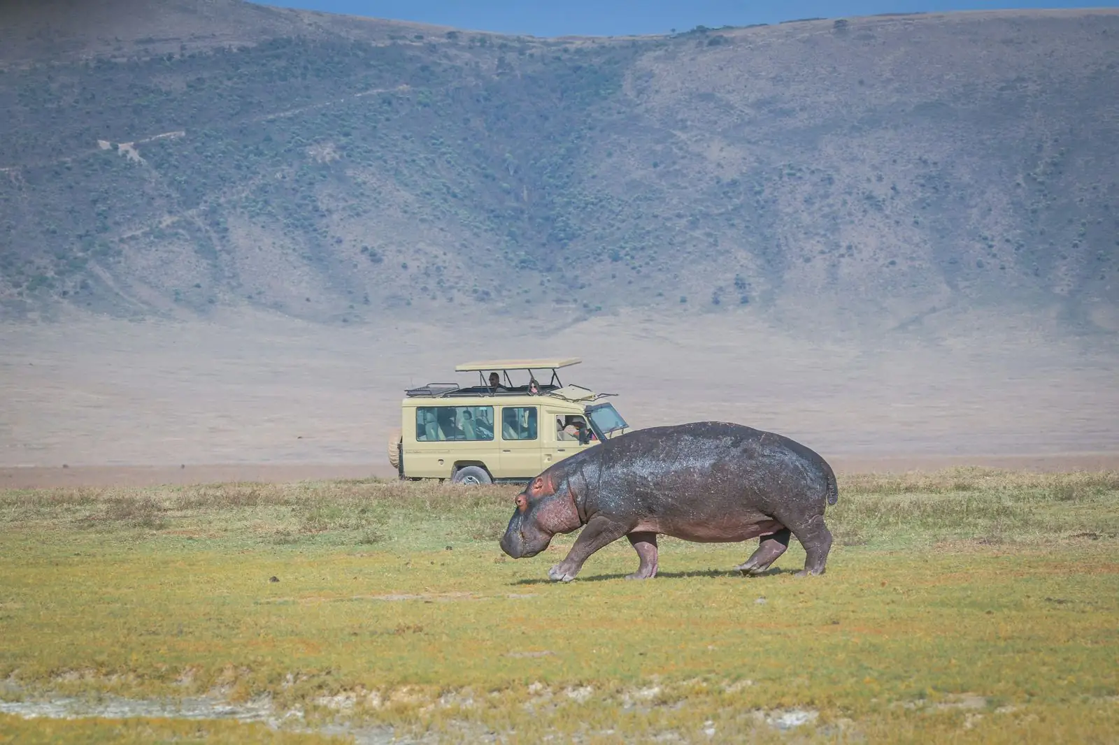 A hippo walking past a safari vehicle on the crater floor