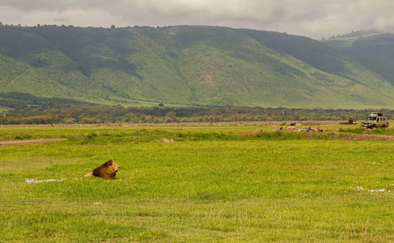 A lion on the Ngorongoro Crater floor