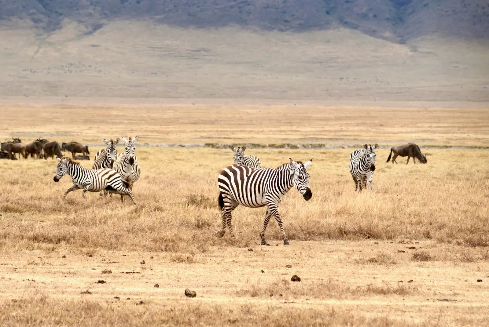 Zebras and wildebeest on the Ngorongoro Crater floor