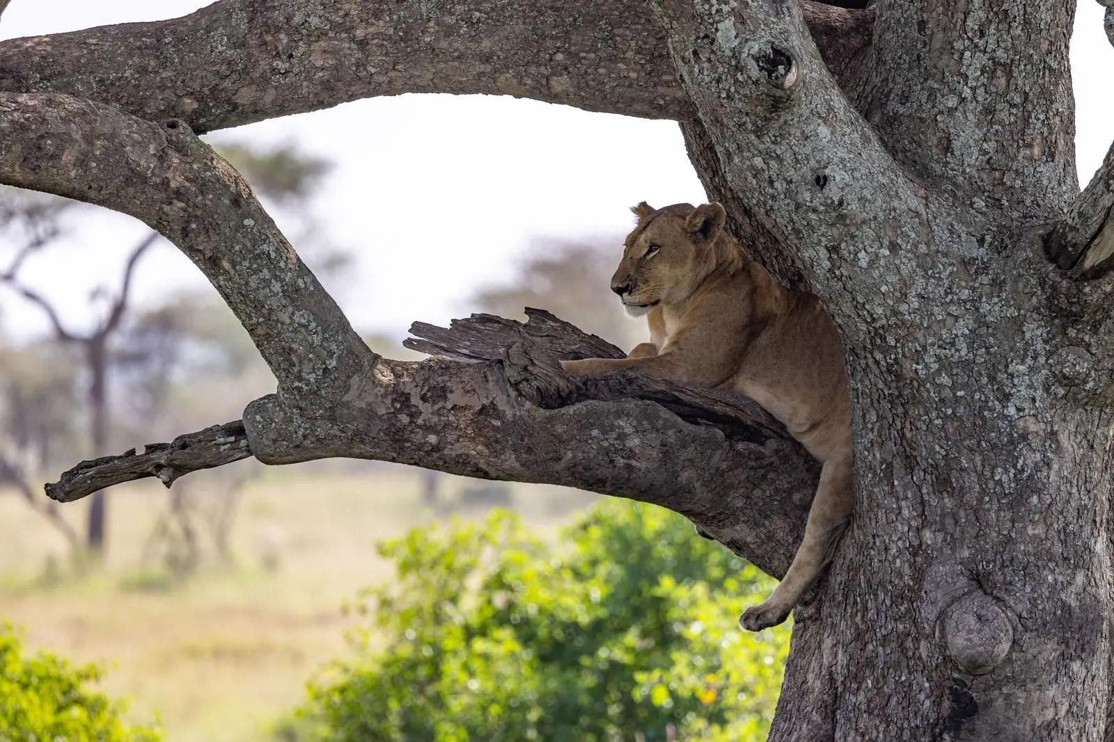 A lioness resting in a tree in the Serengeti