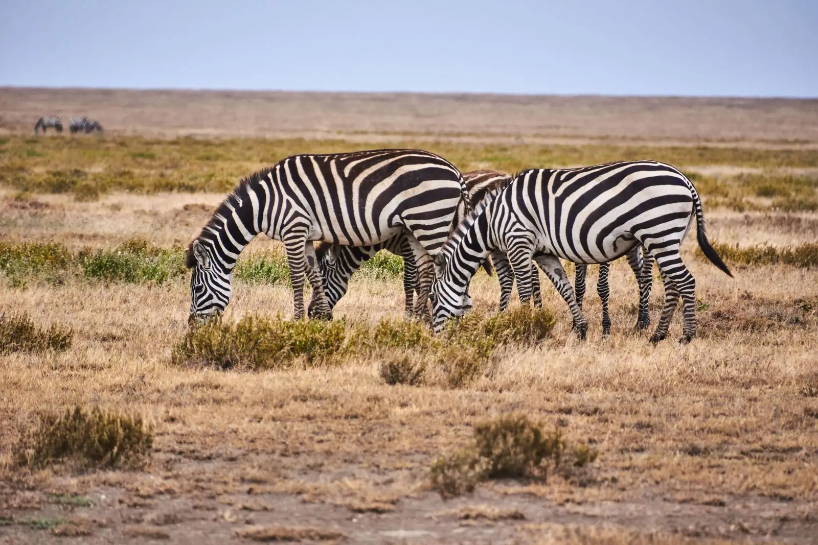Zebras grazing in the Serengeti