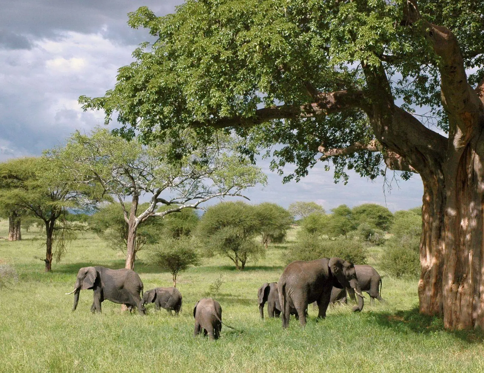Elephants under a baobab in Tarangire