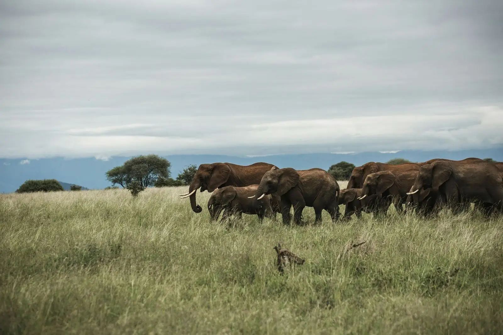 A herd of elephants in tall grass in Tarangire