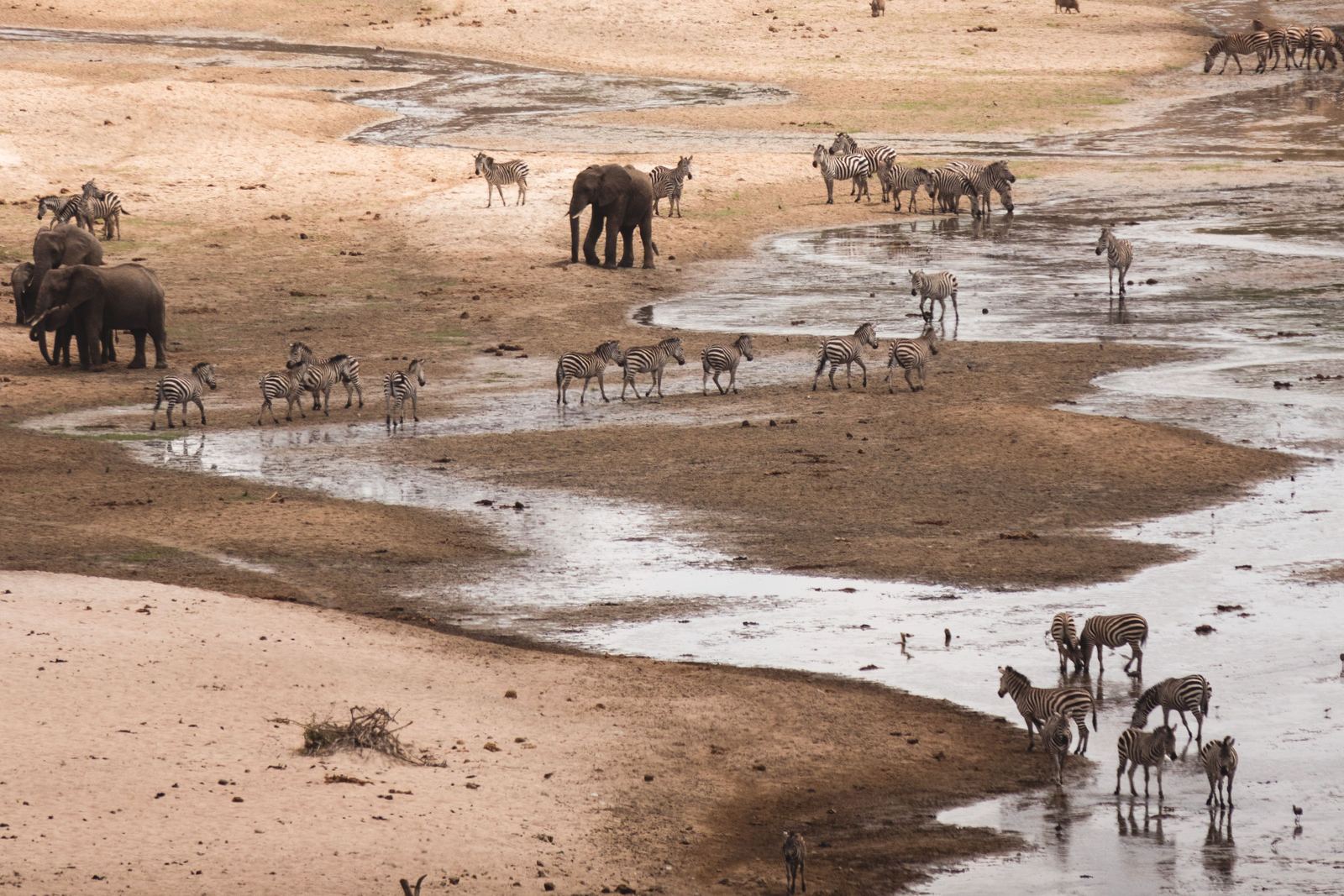 Elephants and zebras gathering along the shallow Tarangire River in the dry season
