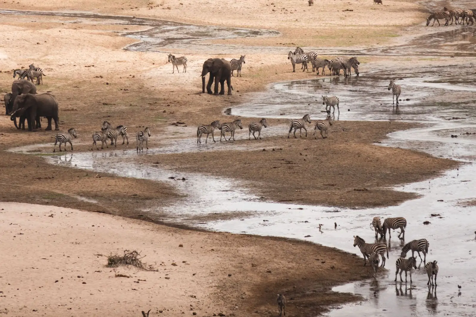 Elephants and zebras at the Tarangire River in the dry season