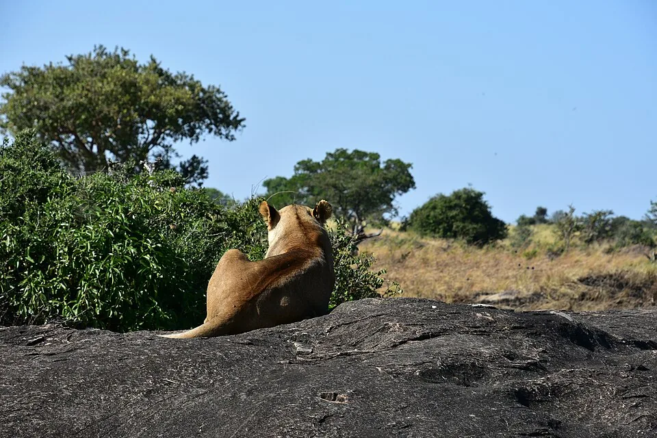 A lioness resting on a granite kopje