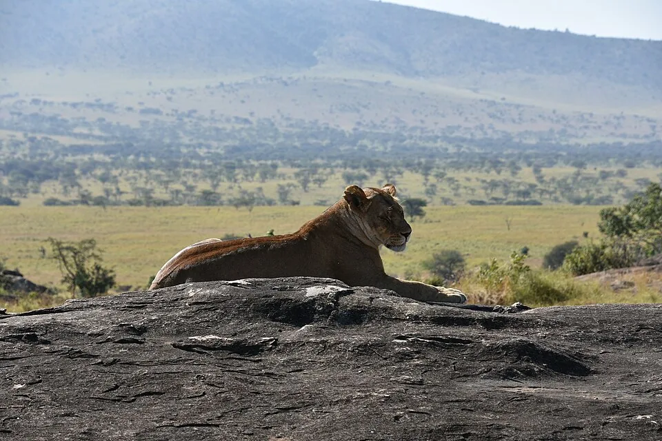 A lioness resting on a rock above the Serengeti plains