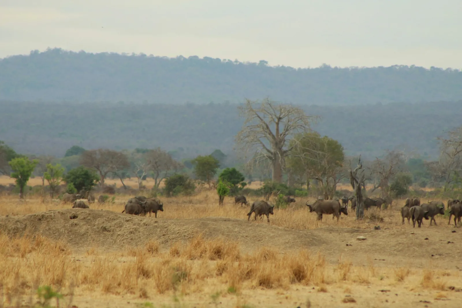 A herd of buffalo on dry grassland, with a baobab tree and wooded hills behind