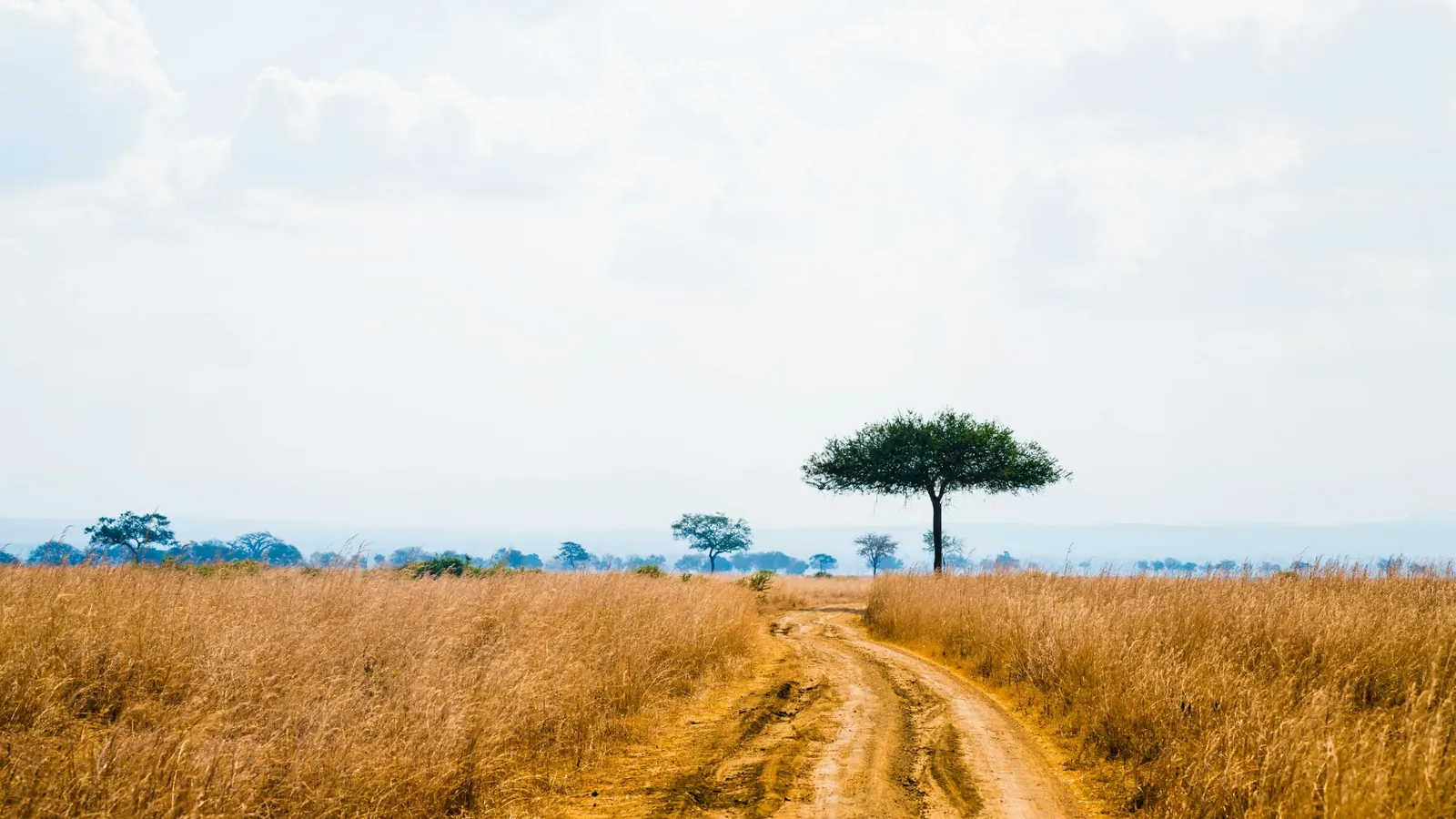 A dirt track through tall dry grass towards a lone acacia tree