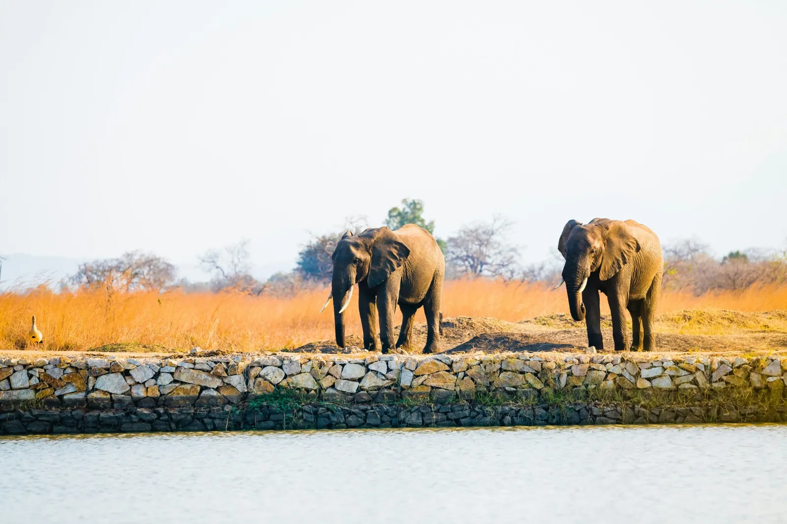 Two elephants on a stone bank above a waterhole, with dry golden grass behind