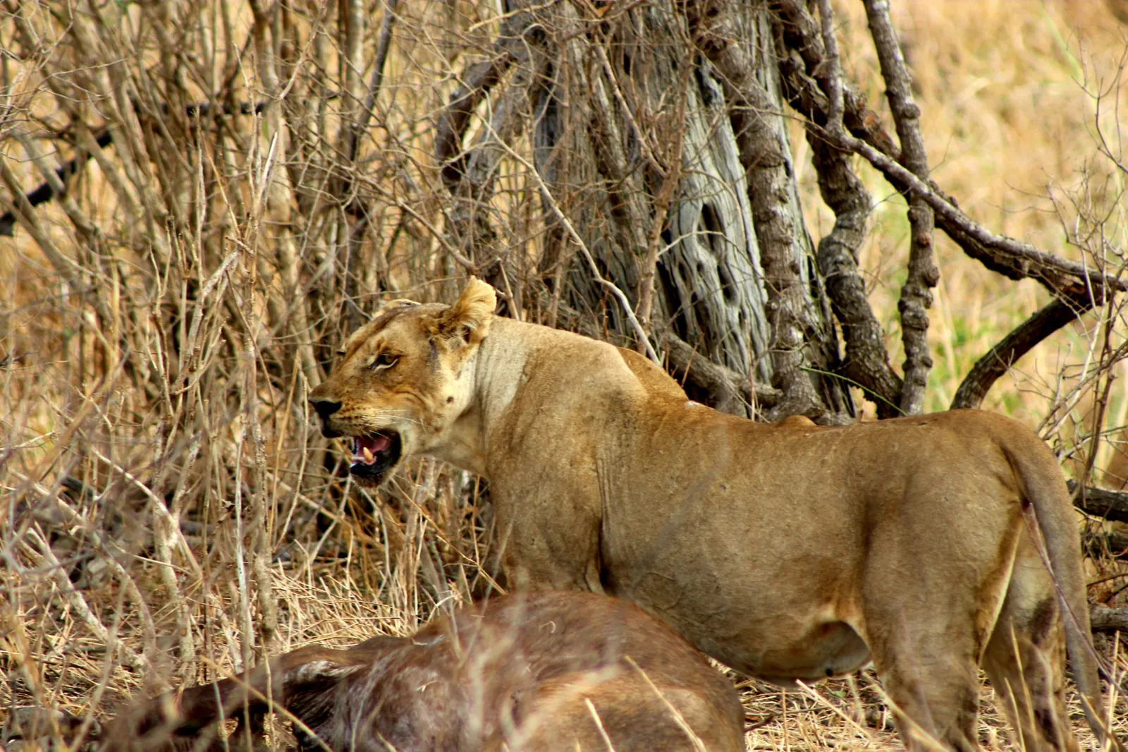 A lioness standing beside a kill in dry bush