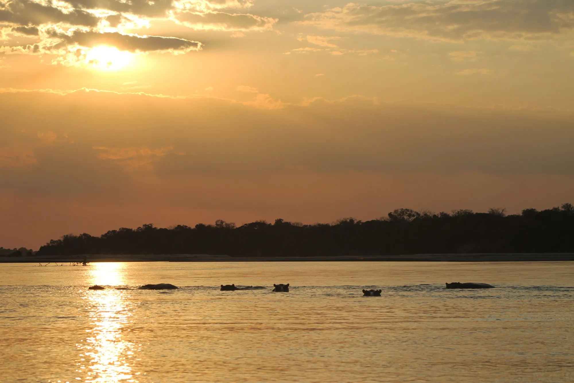 Hippos in the Rufiji River at sunset, Nyerere