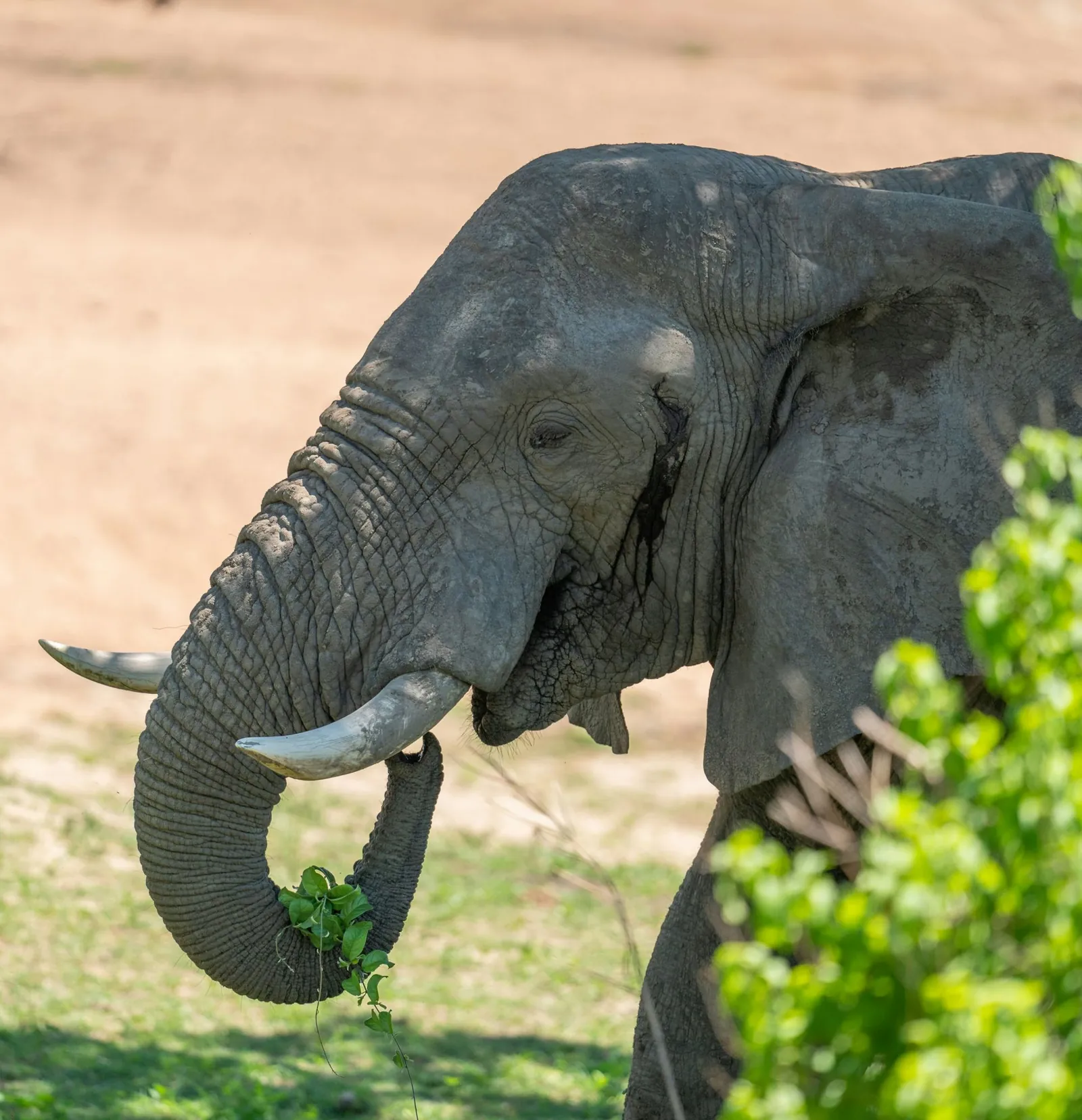 An elephant holding leaves in its trunk