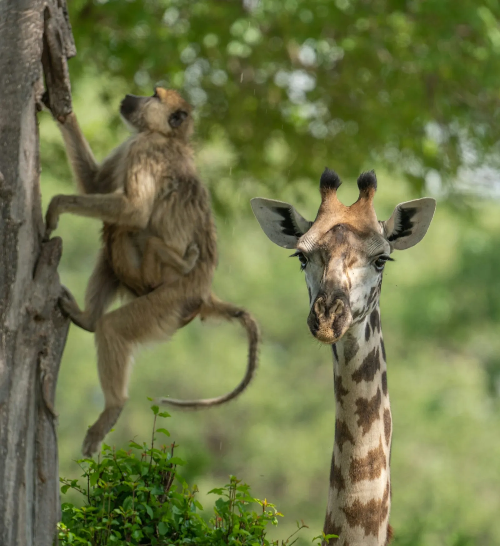 A giraffe in front of a tree, with a baboon carrying a baby on the trunk
