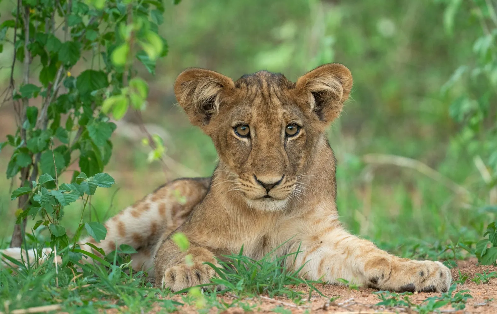 A young lion in the grass in Ruaha National Park