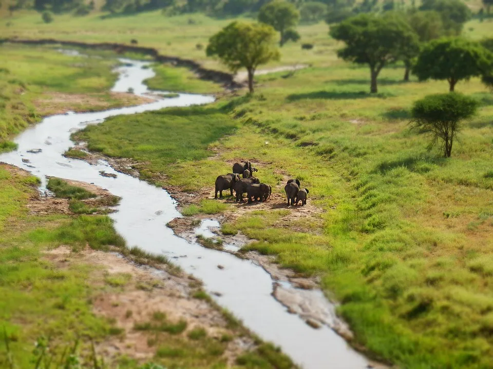 A herd of elephants by the Tarangire River