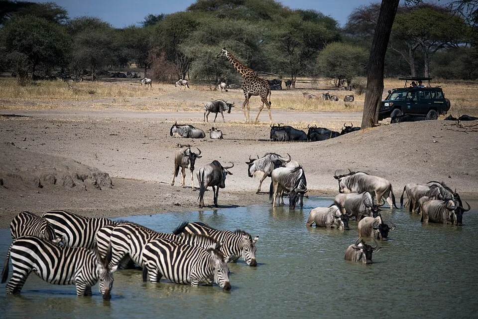 Zebras and wildebeest drinking at a waterhole in Tarangire