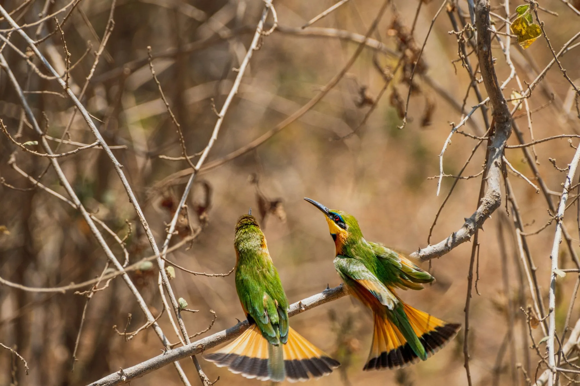 Colourful bee-eaters perched on a branch