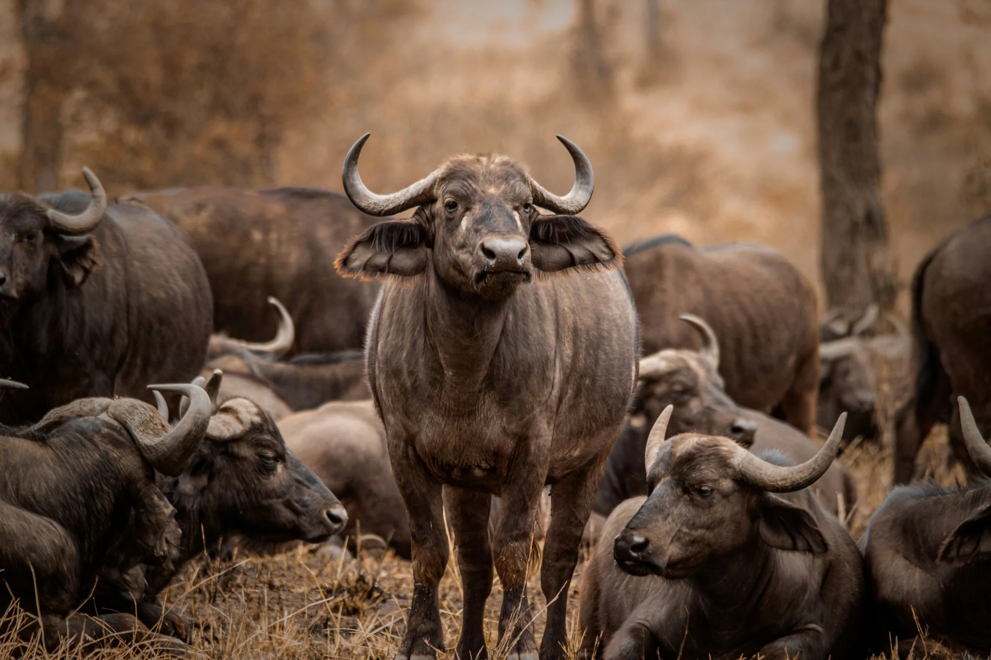 A herd of Cape buffalo resting together