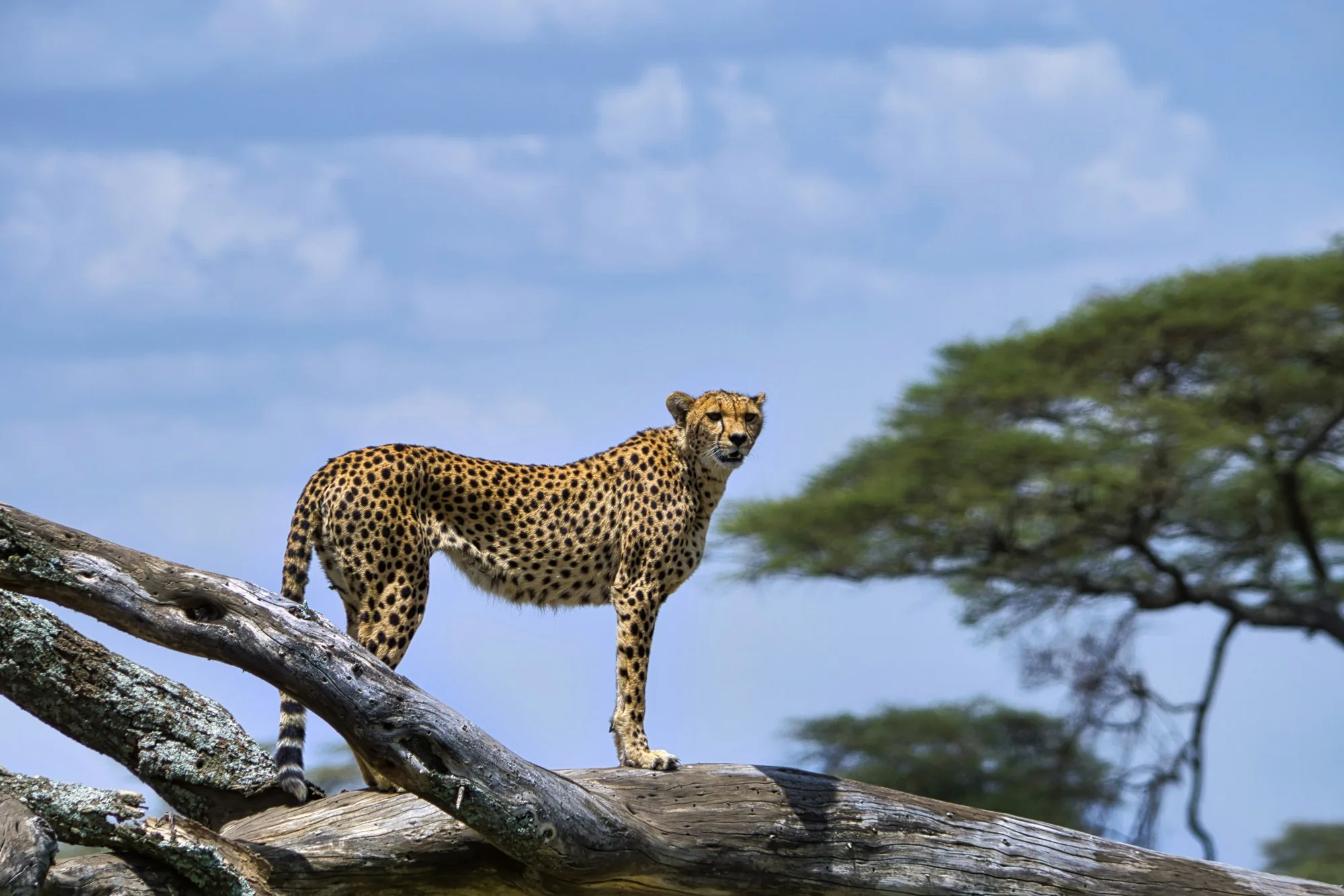 A cheetah standing on a fallen tree