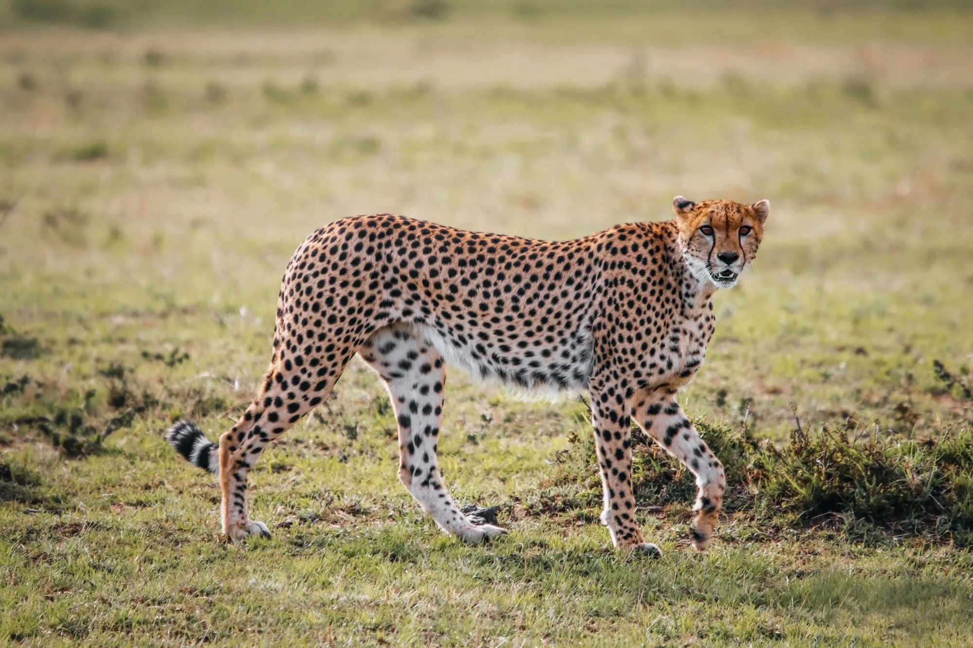 A cheetah walking across short grass