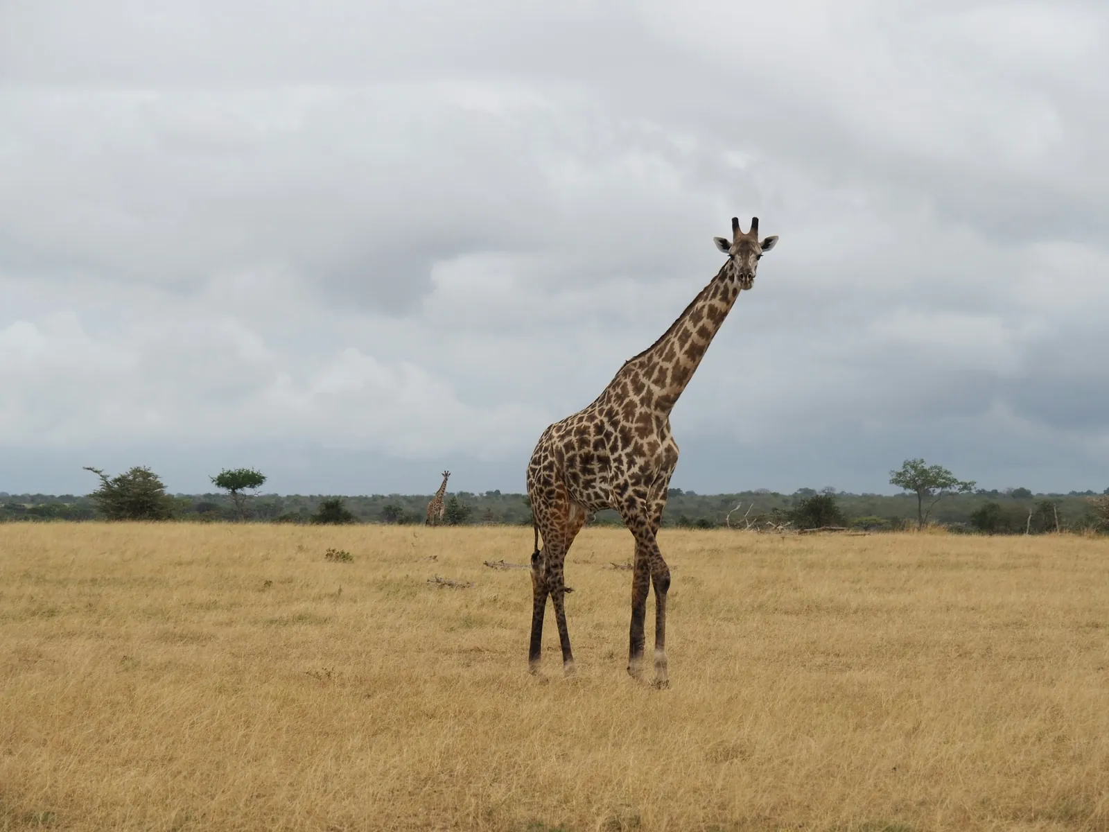 A giraffe on dry grassland under a cloudy sky