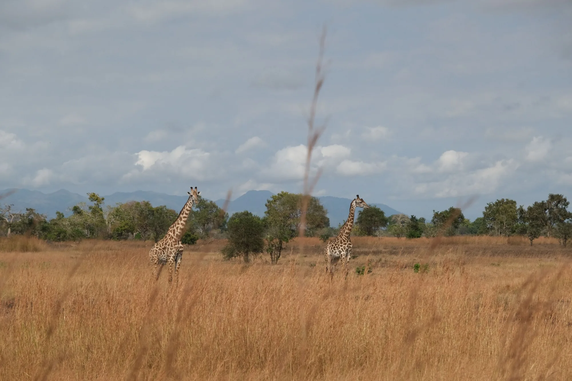 Two giraffes in tall golden grass